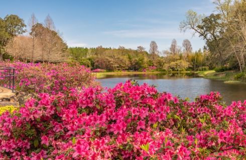 Small river surrounded by green grass, trees, and bushes with bright pink flowers