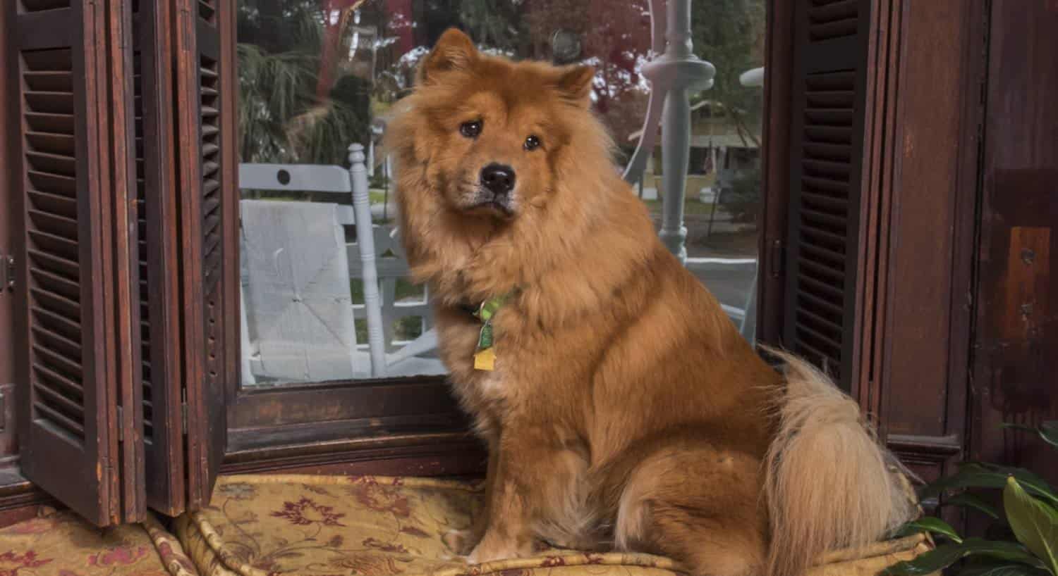 Large brown fluffy dog sitting in a picture window with dark brown wooden shutters